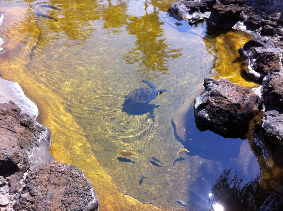 Lagoon in hotel grounds Mauna Lani Bay Hotel and Bungalows