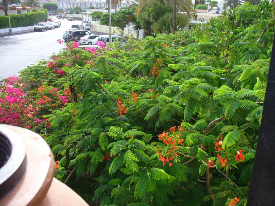 Ausblick auf hinteren Gartenbereich Nogal Appartements - Adults only