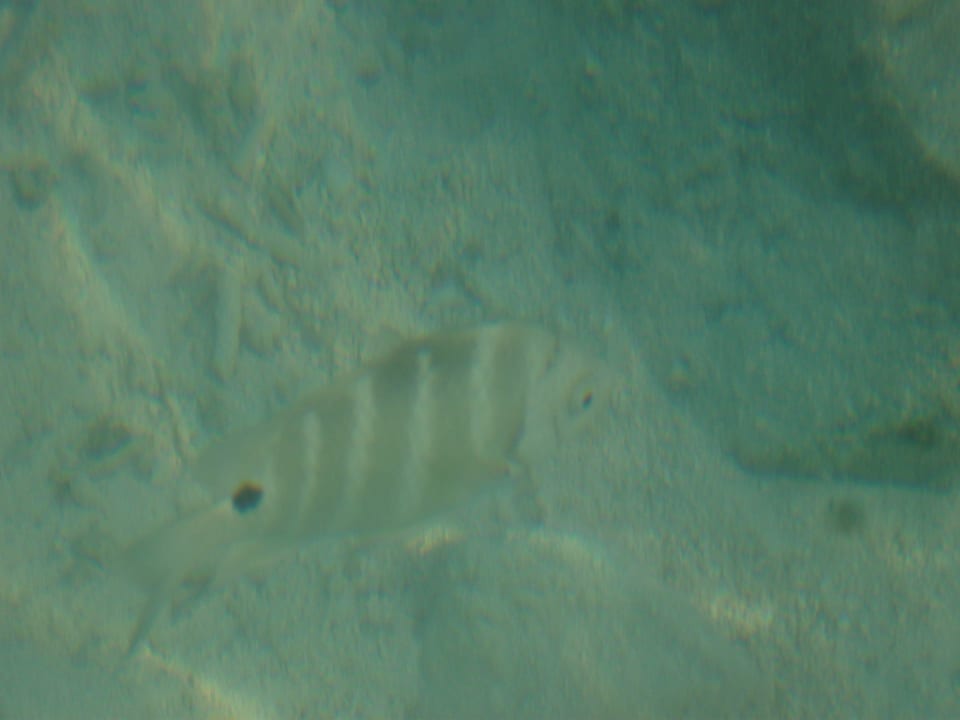 Live am man Summer Island Maldives