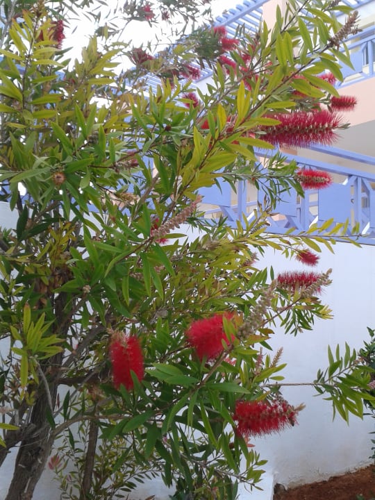 Gartenanlage Hotel Serita Beach