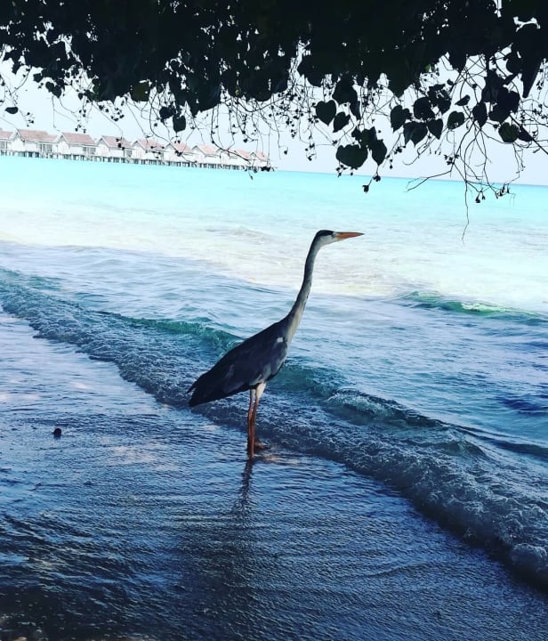 Sonstiges Kuramathi Maldives