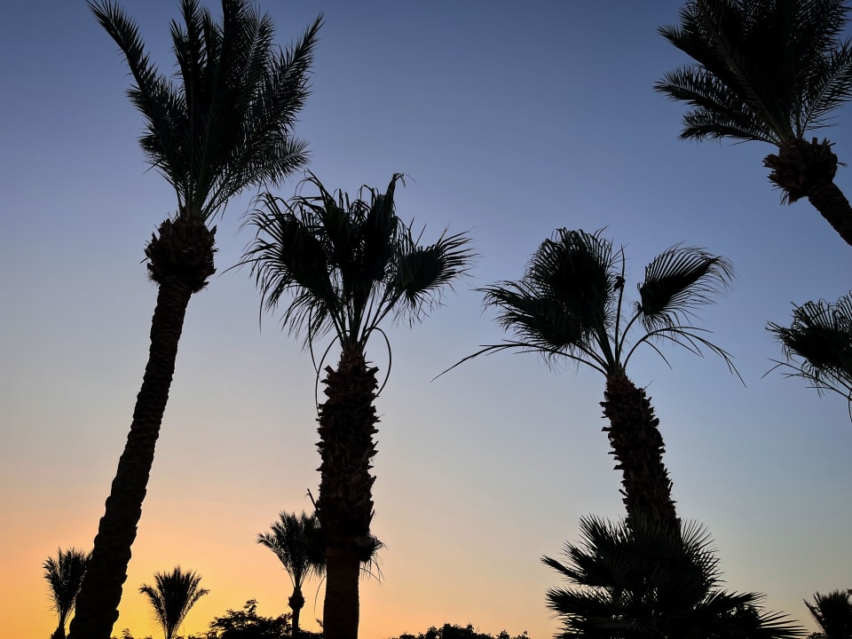 Gartenanlage Steigenberger ALDAU Beach Hotel