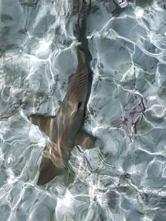 Strand Meeru Maldives Resort Island