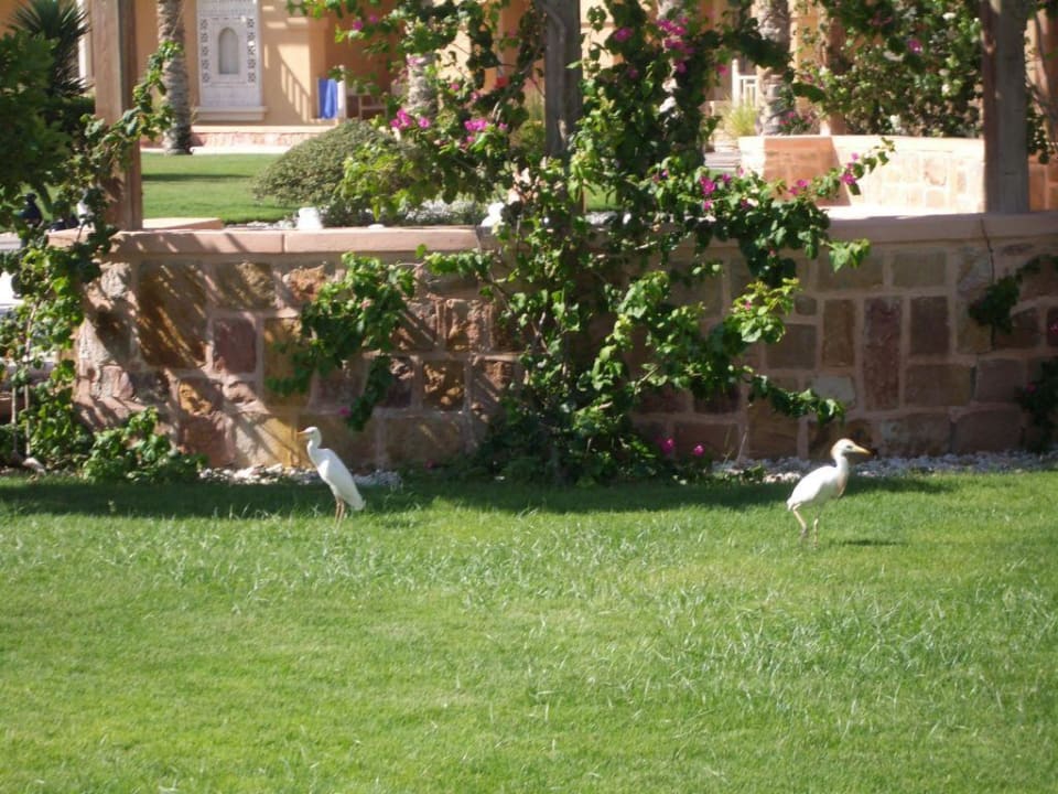 Garten mit Kranichen Radisson Blu Resort, El Quseir