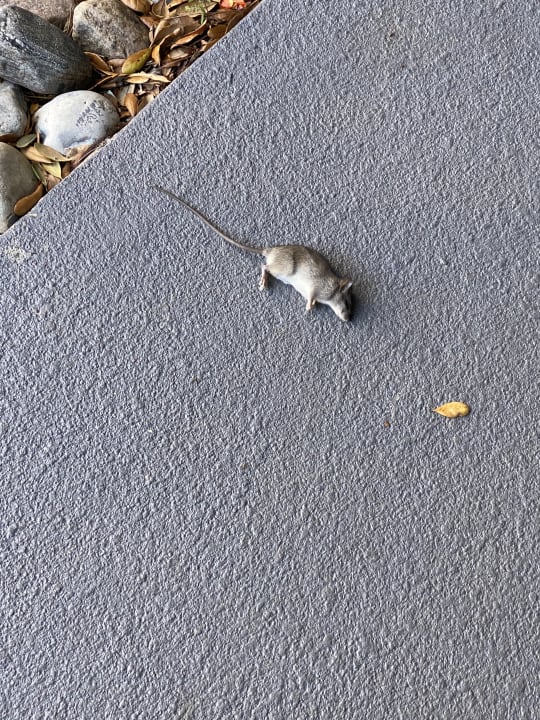 Zimmer Hotel DoubleTree by Hilton Orlando Downtown