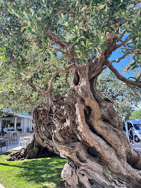 Gartenanlage Iberostar Waves Playa de Muro