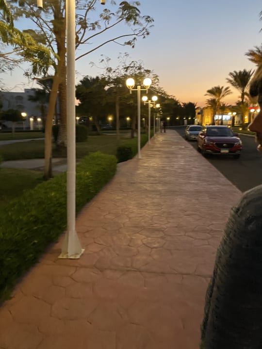 Sonstiges Desert Rose