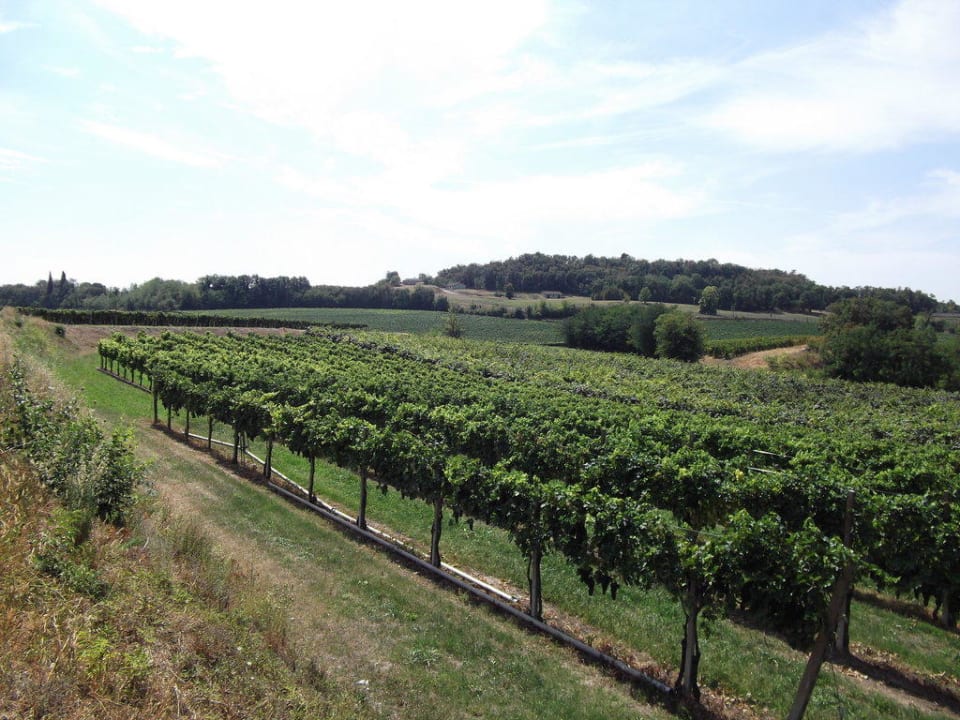 Weinberge Hotel Agli Ulivi