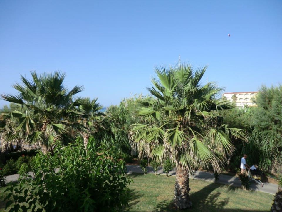 Garten mit Palmen Phãea Cretan Malia