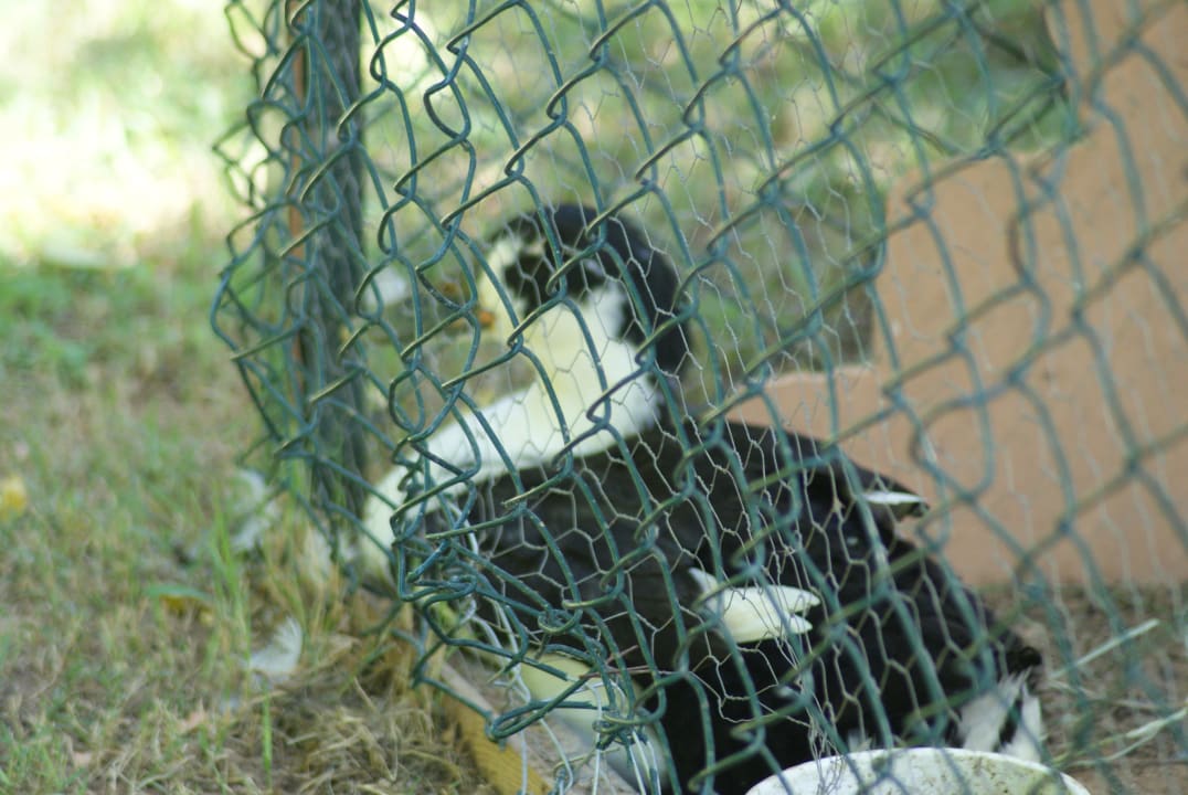 Duck Can Garden Resort