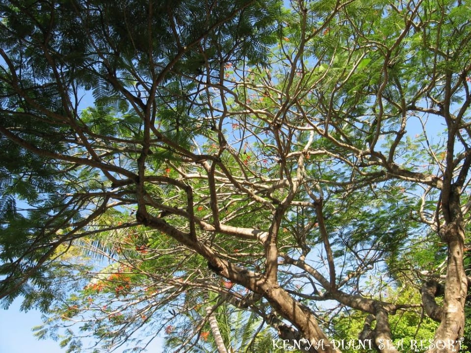 Immerblühender Baum Diani Sea Resort