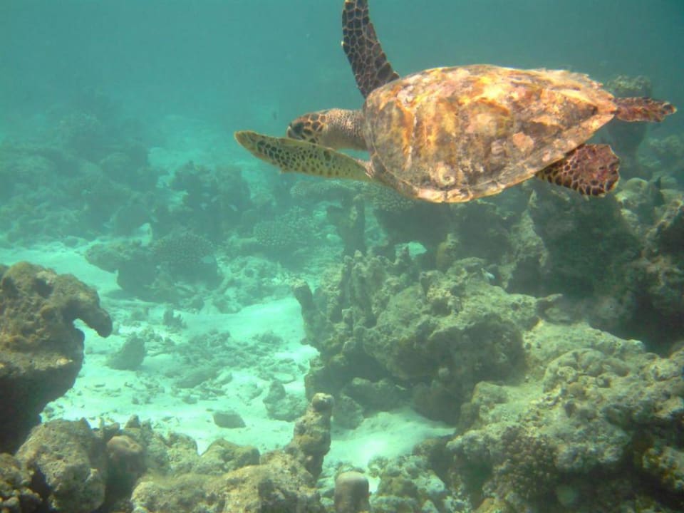 Schildkröte Summer Island Maldives