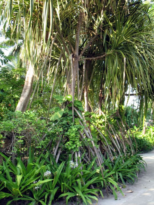 Vegetation Kuramathi Maldives