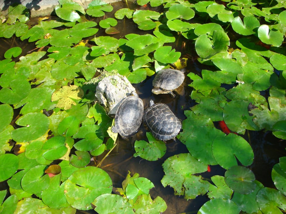 Tiere im Gartenteich Hotel Best Siroco