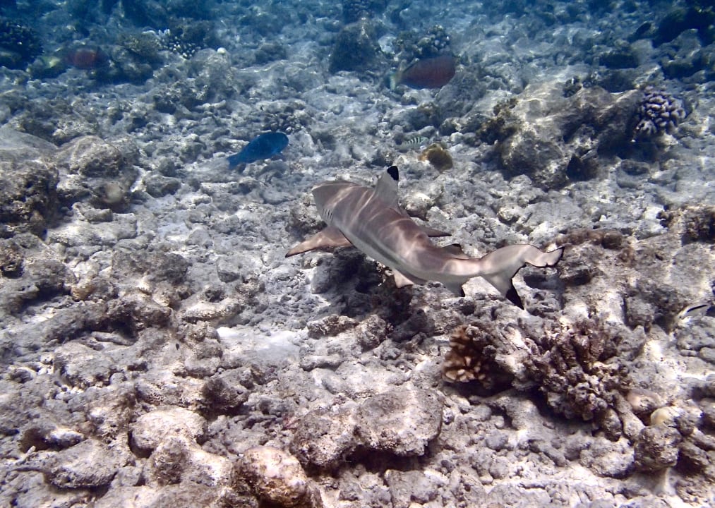 Strand Kuramathi Maldives