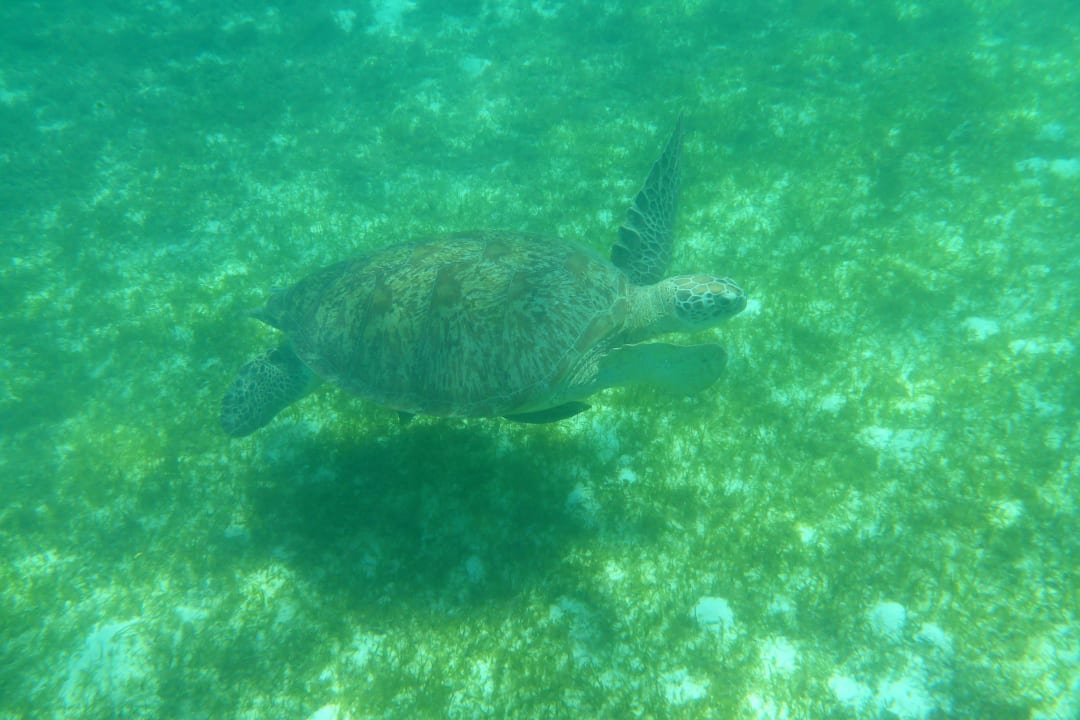 10m vom Strand Hotel Amanpulo Resort