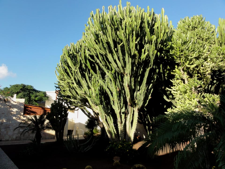 Eindrücke von der Hotelgartenanlage Alua Suites Fuerteventura