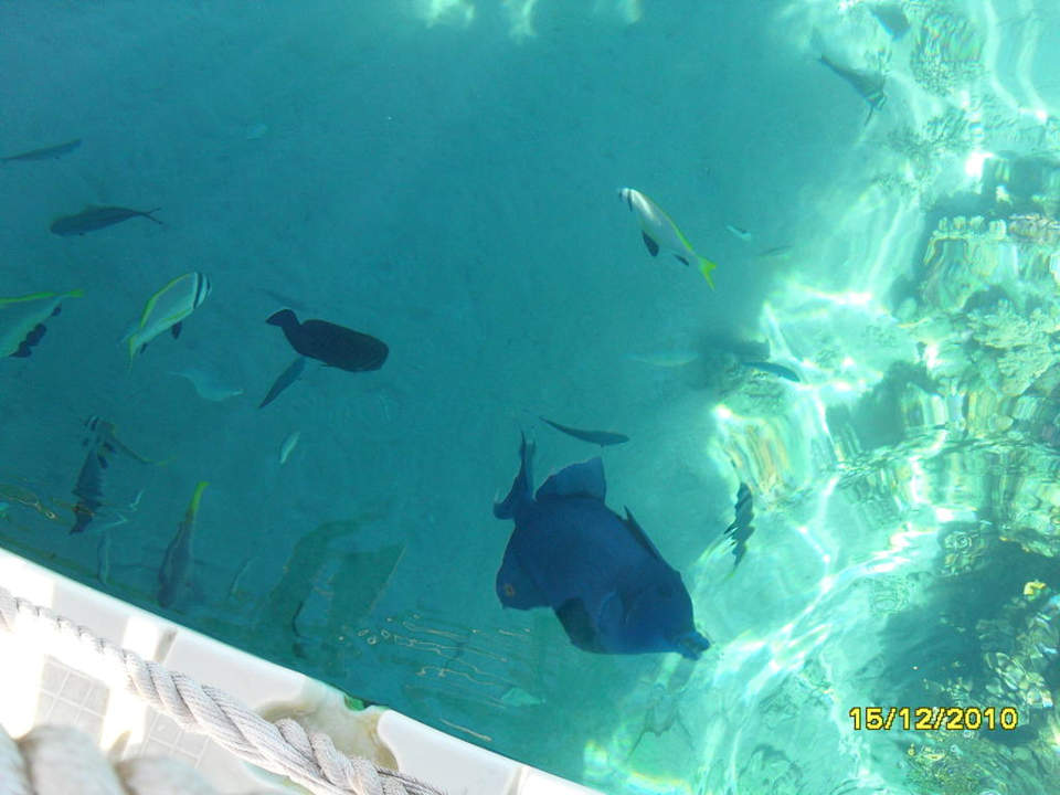 Fische Pickalbatros Palace Resort