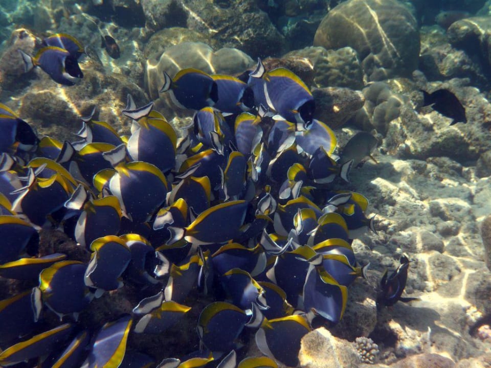 Hausriff Fihalhohi Maldives