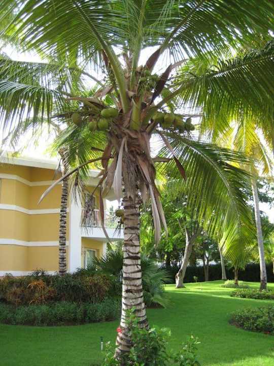 Kokonuss gefällig? Grand Palladium Select Bávaro Resort & Spa