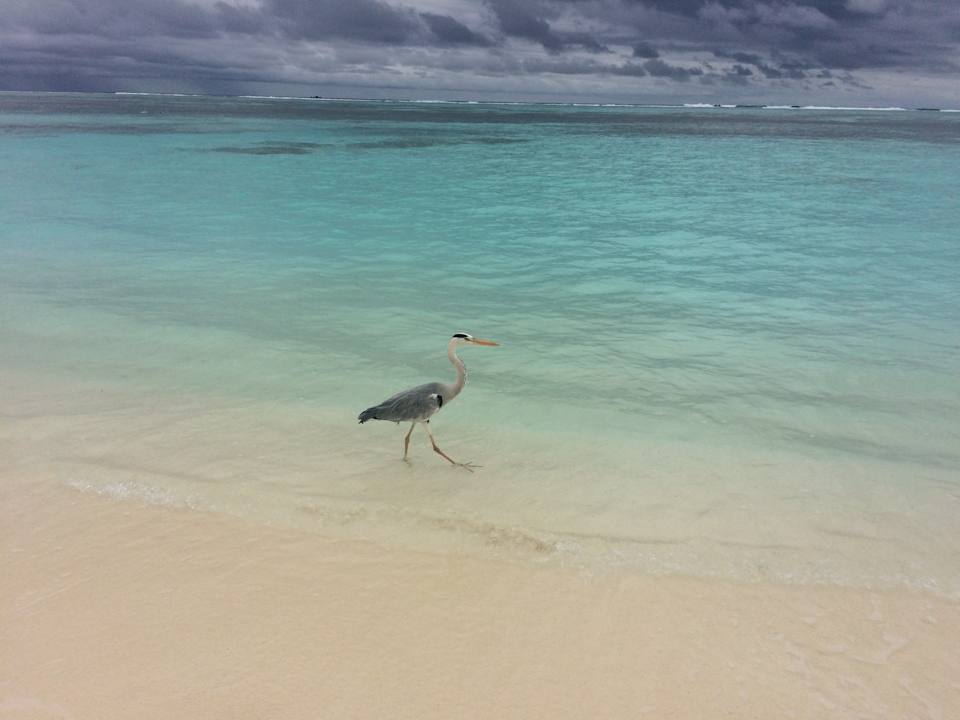 Strand Meeru Maldives Resort Island