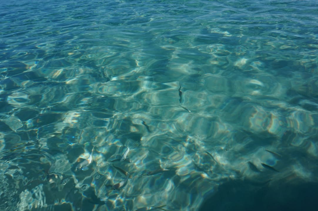Strand Starfish Cuatro Palmas