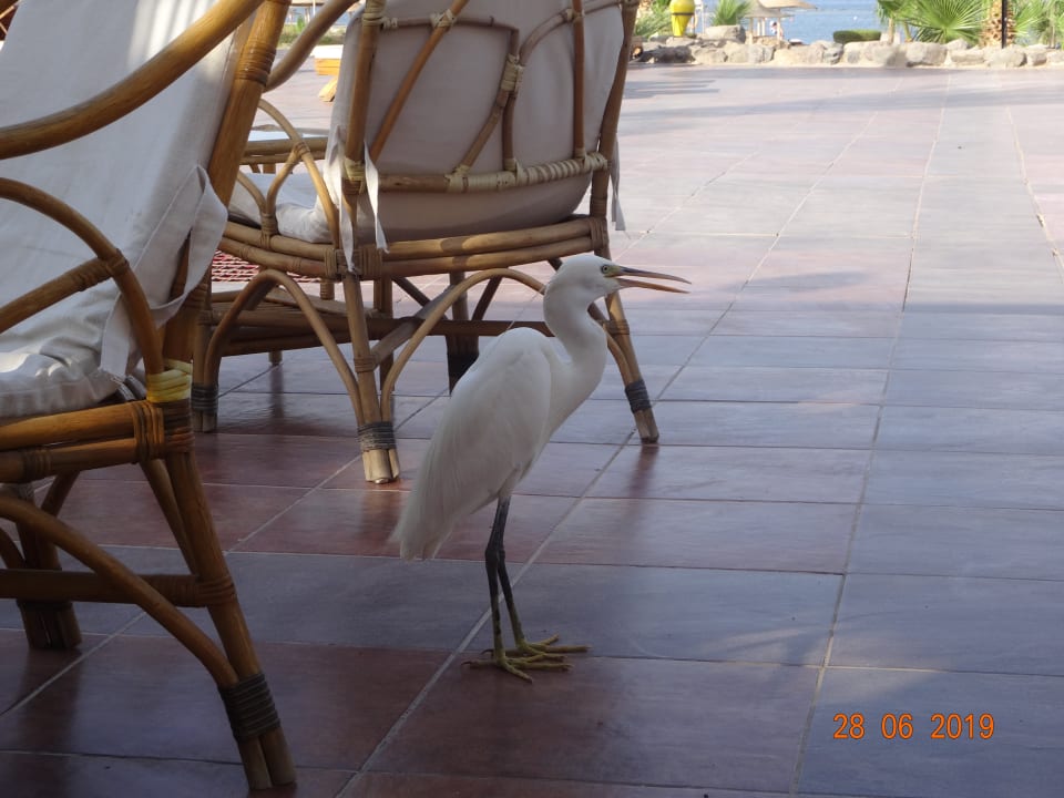 Gastro Shams Alam Beach Resort