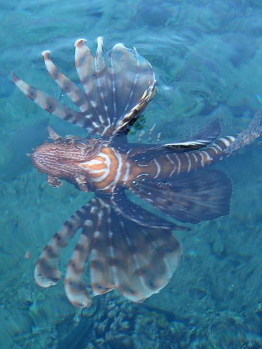 Feuerfisch vom Badesteg aufgenommen Pickalbatros Palace Resort