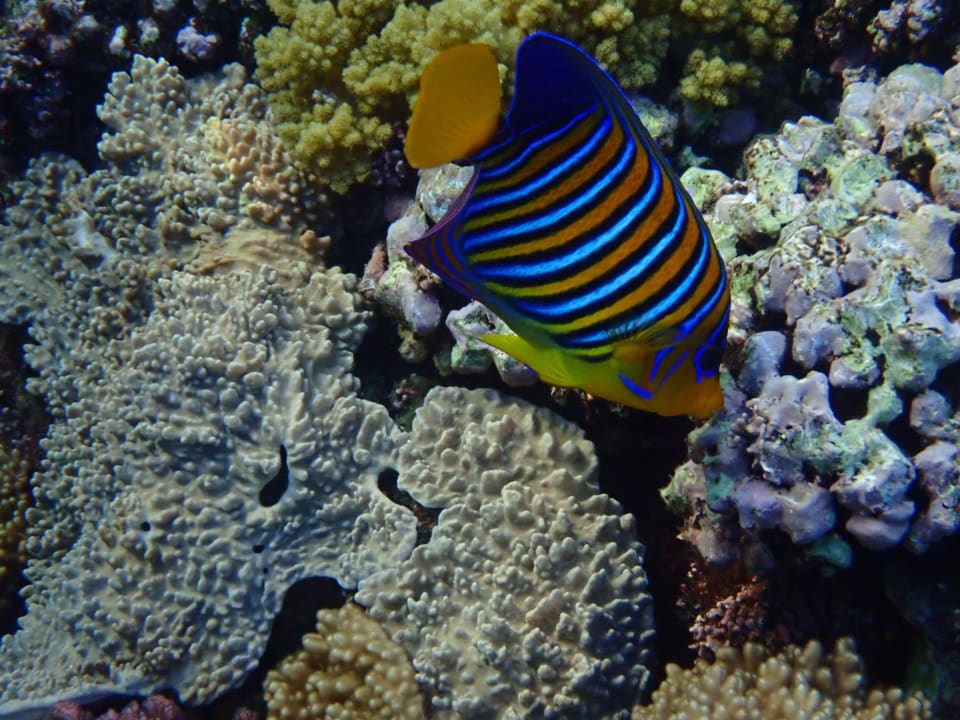 Strand Malikia Resort Abu Dabbab