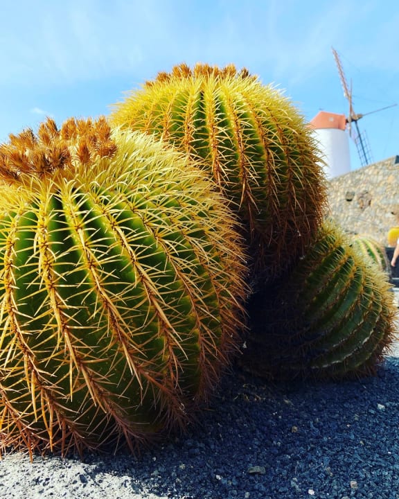 Gartenanlage Sentido Aequora Lanzarote Suite