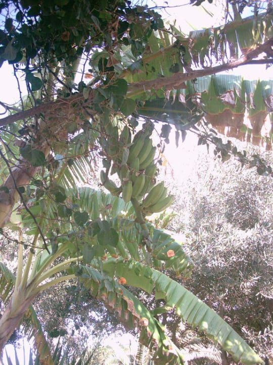 Bananenstaude R2 Pajara Beach