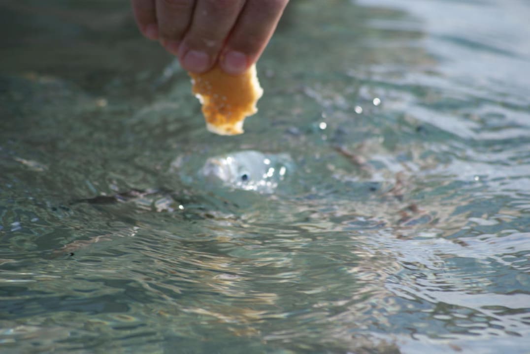 Fische Porto Bello Royal