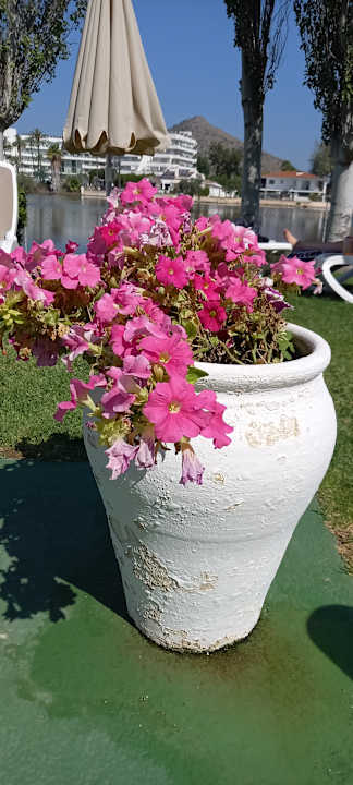 Gartenanlage Grupotel Amapola