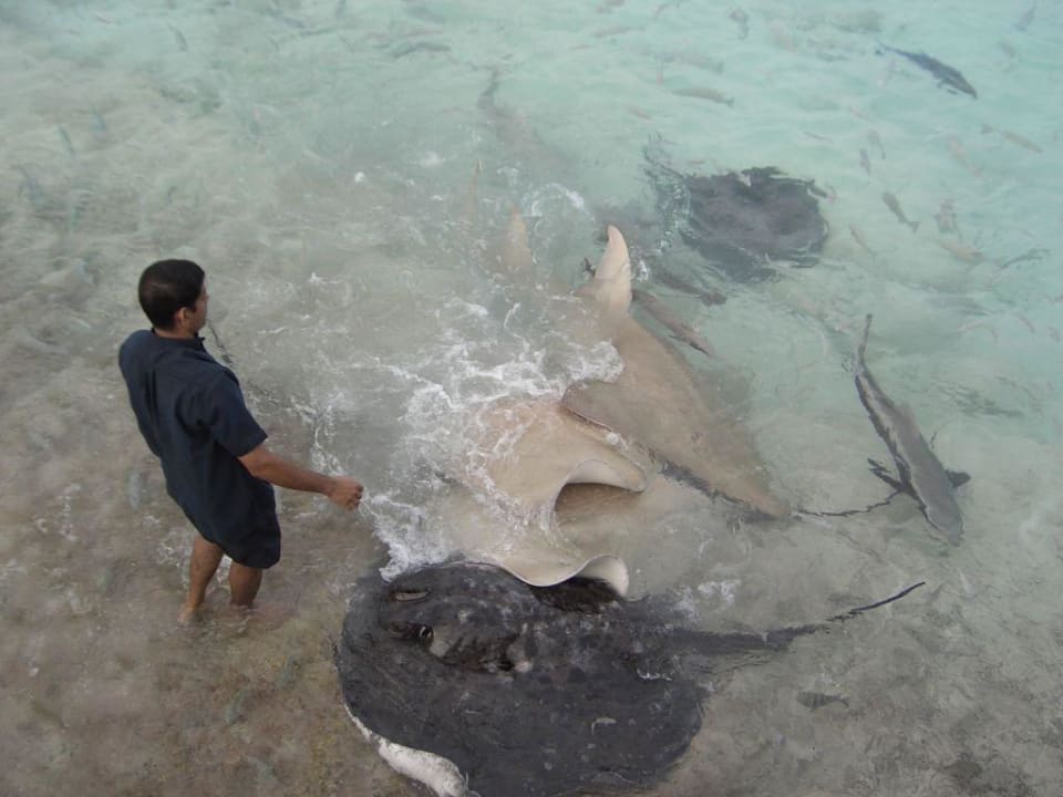 Rochenfütterung NH Collection Maldives Reethi Resort