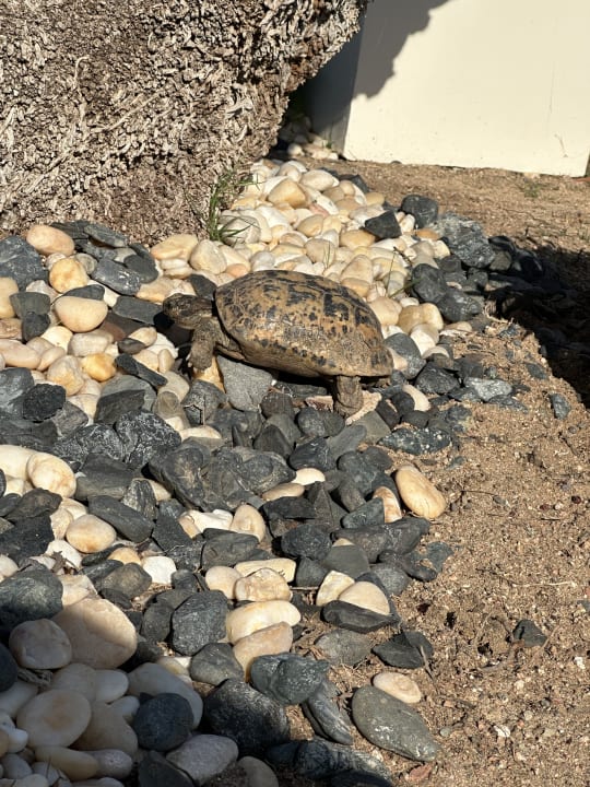 Sonstiges Steigenberger Coraya Beach - Adults only