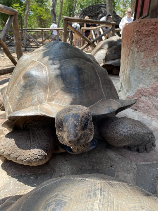 Sport & Freizeit Hotel Riu Jambo