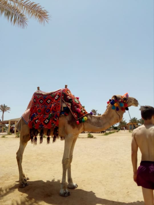Oscar das Dromedar, eine Stunde 20 Euro, sehr lieb das Tier. Three Corners Sea Beach Resort