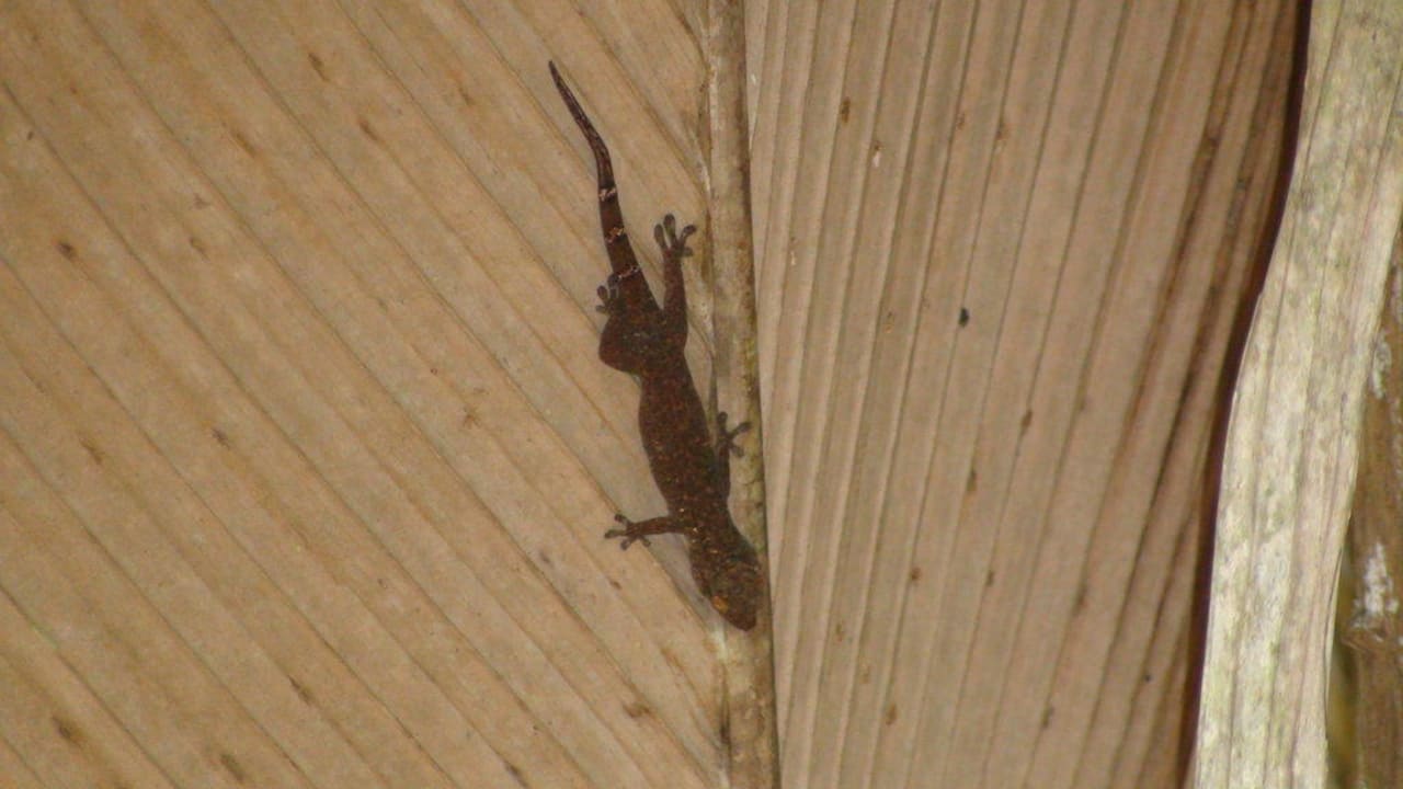 Flora & Fauna Constance Ephelia