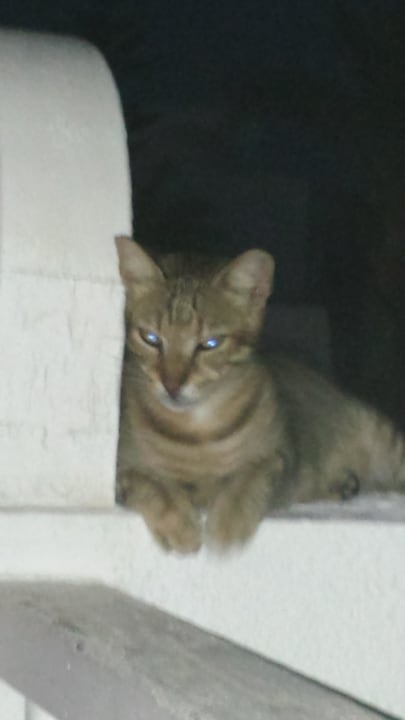 Der beste Freund Hotel El Mouradi Djerba Menzel