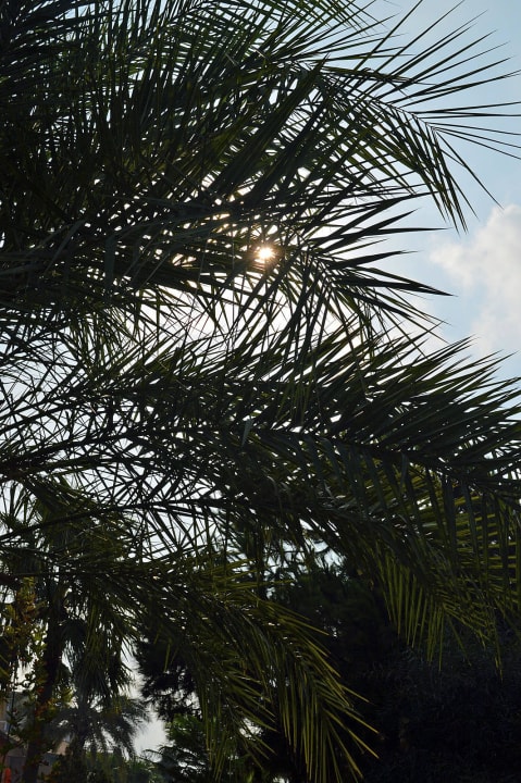 Im Garten Club Turtas Beach Hotel