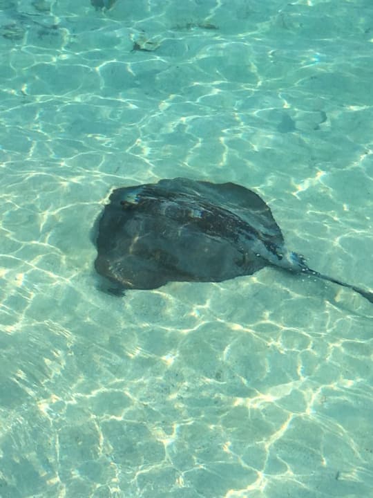Sonstiges Vilamendhoo Island Resort & Spa