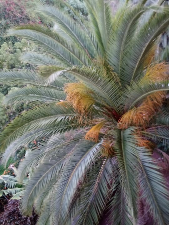 Garten Hotel Perla Tenerife