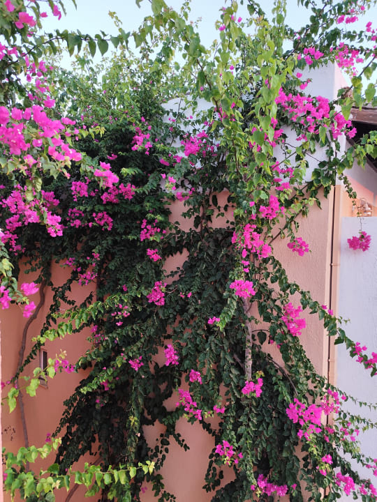 Gartenanlage Anissa Beach & Village