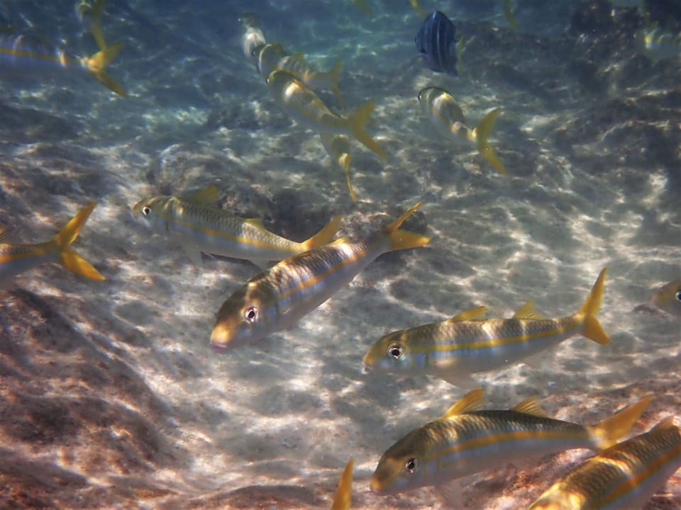 Sport & Freizeit NH Collection Maldives Reethi Resort