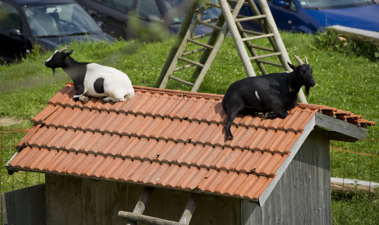 Unsere Ziegen Panoramagasthof Auf Dem Auerberg
