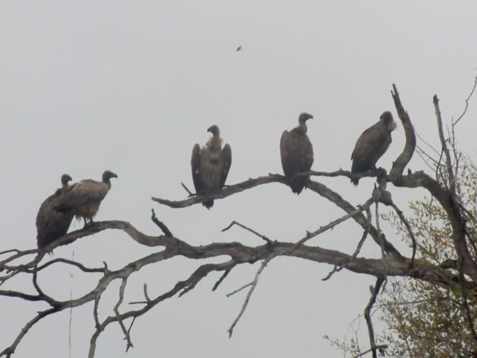 Geier vollenden die Löwenmahlzeit Girassol Gorongosa Lodge