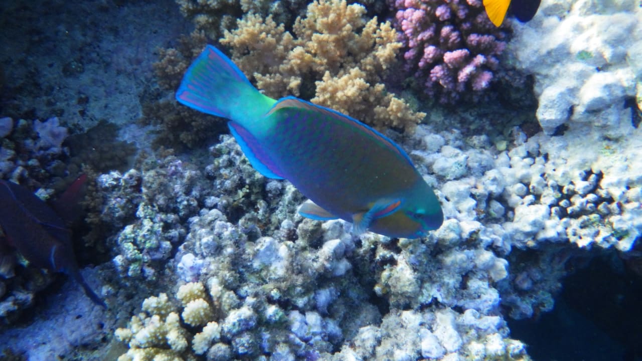 Sport & Freizeit Hotel Gorgonia Beach Resort