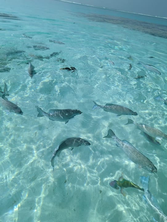 Sport & Freizeit Hotel Riu Palace Maldivas