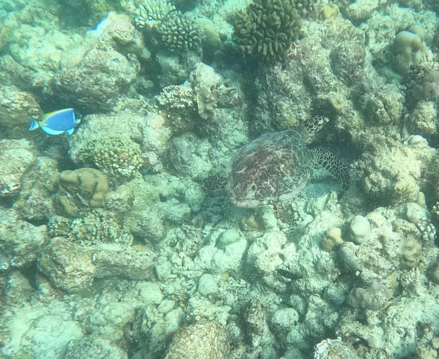 Sport & Freizeit Filitheyo Island Resort