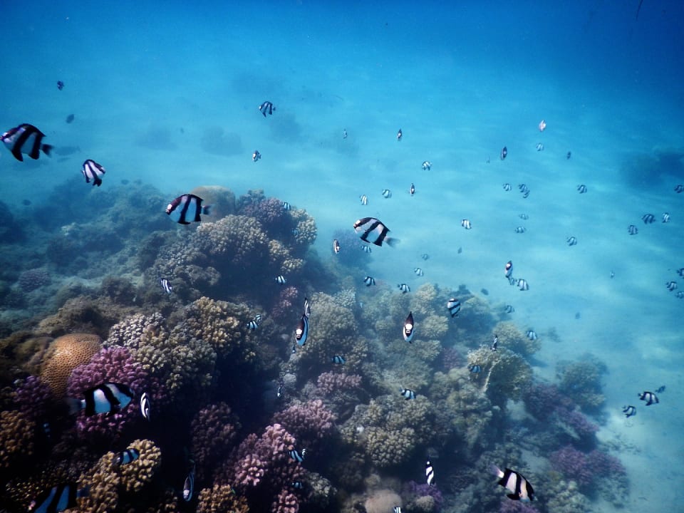 Strand Shams Prestige Abu Soma-Adults Only